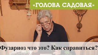 Голова садовая - Фузариоз что это? Как справиться?