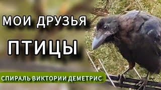 История дружбы с ПТИЦАМИ