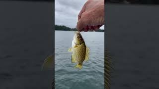 This is why we call them red eye rock bass!
