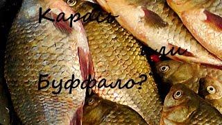 Карась или буффало! База Каралат вторая половина  октября Crucian carp an buffalo