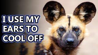 African Wild Dog facts: the painted wolf | Animal Fact Files