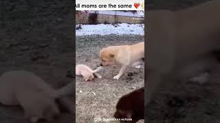 op animals capet in here son #viral
