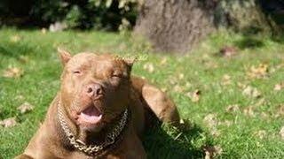 Man Gets Bit in Face by PitBull (Interviewed by Infitain)