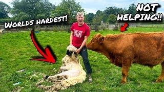 THE WORLD'S HARDEST SHEEP TO SHEAR!!!... FOR MY VERY FIRST TIME!