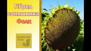 Соняшник Фолк , опис гібриду  - насіння в Україні