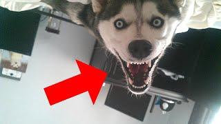 Badass Dog Names (TikTok Compilation)