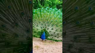Beautiful Mayur & Nice  #PLZ_SUBSCRIBE_MY_CHANNEL #shorts #susmitaarshiya