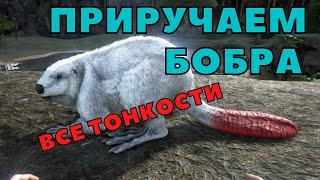 АРК приручение БоБра (кастороидес), ark survival evolved