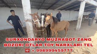 Surxondaryo Muzrabot zang bozori otlar toy narxlari tel️ + 998999459777