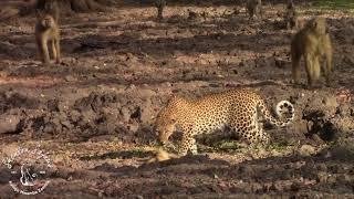 Shenton Safaris: Leopard vs. Baboon!