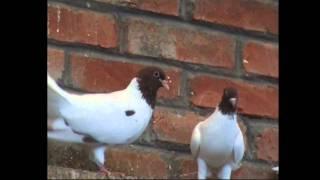 Baku Pigeons Part 3