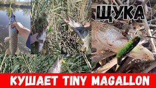 По 6 ЩУК с одного места на Tiny Magallon! Поклевки щуки на каждой проводке на Tiny Magallon!