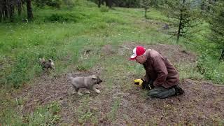 Maple & Merle - Norwegian Elkhound Pups Off Leash Training