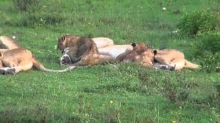 Eight tiny lion cubs and their mums