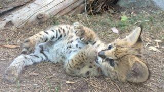 Cutest Serval Kitten Learns To Use Paws