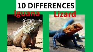 Iguanas vs Lizards - 10 Differences between an Iguana and a Lizard