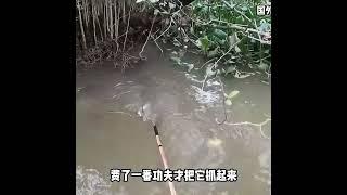 滴滴一響，越南小夥又來捕魚了。#戶外捕魚 #捕魚達人 #抓魚