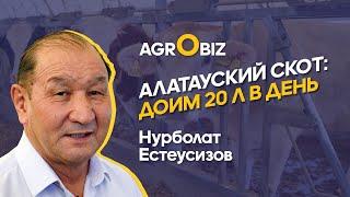 Алатауская порода КРС в Казахстане — рацион, продуктивность и содержание | Междуреченск Агро |ElDala