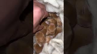 Have you ever seen such a small rabbit? Cute cute rabbit. Cute pet debut plan