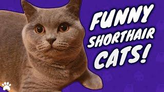 British Shorthair Cats Funny Compilation - New Kitten Toys!