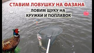 Рыбалка зимой. Ловим щуку на кружки и поплавок, ставим ловушки на фазана!