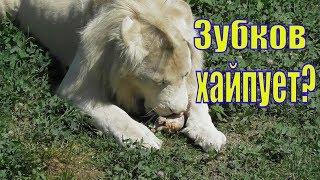 ТАЙГАН И ЗУБКОВ ХАЙПУЮТ?/ ПОСЛЕДНИЕ НОВОСТИ С ТАЙГАНА