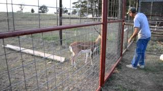 black buck antelope