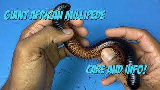 Giant African Millipede Care And Info!