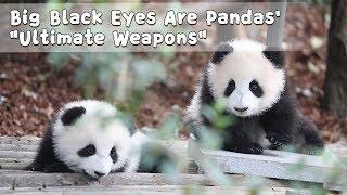 Big Black Eyes Are Pandas' "Ultimate Weapons" | iPanda