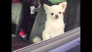 Sleepy chihuahuas in car