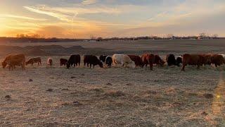 Unrolling Hay Bales VS Hay Ring Feeders For Cattle