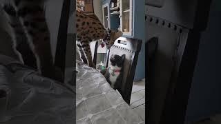 Serval kitten vs house cat