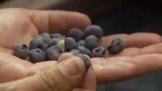 WECO, BerryTek Soft Color Sorter, Electronic Sorting of Blueberries