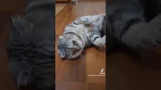 Расслабленный