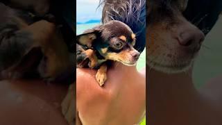 Cute or not? ️ #dog #chihuahua #cute #puppy #pets #funny #nature #shorts #love #reels #like #life