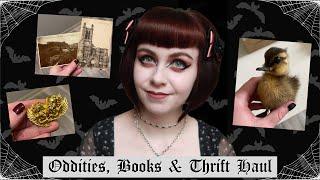 AMERICAN HAUL | Gothic Home Decor, Antiques, Taxidermy, Spooky Books & Summer Clothing