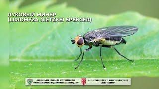 Луковый минер (Liriomyza nietzkei Spencer)