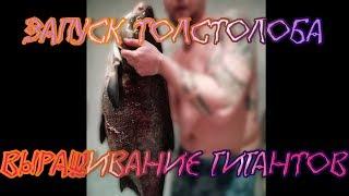 Мой пруд. Зарыбление пруда толстолобиком. Выращивание рыбы монстра в пруду на даче!разведение рыбы!