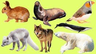 Polar Animals For Kids | Learn Names and Sounds Animals for Babies