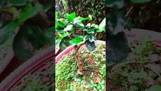 CARMONA RETUSA BONSAI MATERIAL UNDER TRAINING #shorts #bonsai