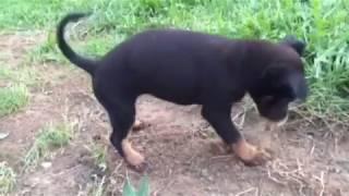 Милый щенок роет яму. Почему маленькая собака роет яму ? Funny and cute puppy digs a hole . Why ?