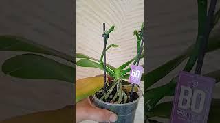 @Zebo Orchids  @zeboorhids БАН ОТ ЗЕБО и его последствия .