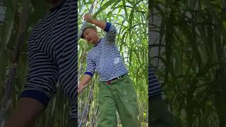 The sugarcane in Northeast China is really sweet #Record my rural life #Handmade #My Rural Life