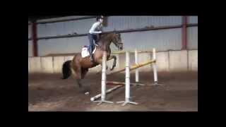 4y old kwpn mare