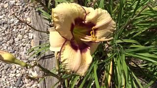 Hemerocallis var. Alaqua