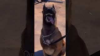 #Dog transformation#shortvideo #viral video