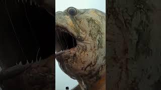 A fat monster from the ocean. Filming of the program "In the World of animals" with wet pants