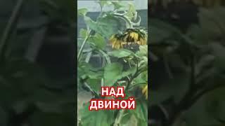 Над Двиной. Архангельский мужик. Начало русской свободы. @AnatoliStrelianyi @UHOLOS #Shorts