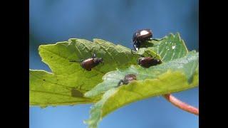 Hundreds of Chafer Beetles Swarming in the Sunshine