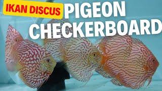 Ikan Discus Pigeon Checkerboard Size 4" - 4,5"